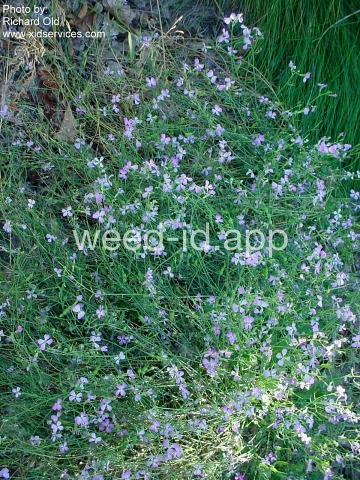 radish, wild